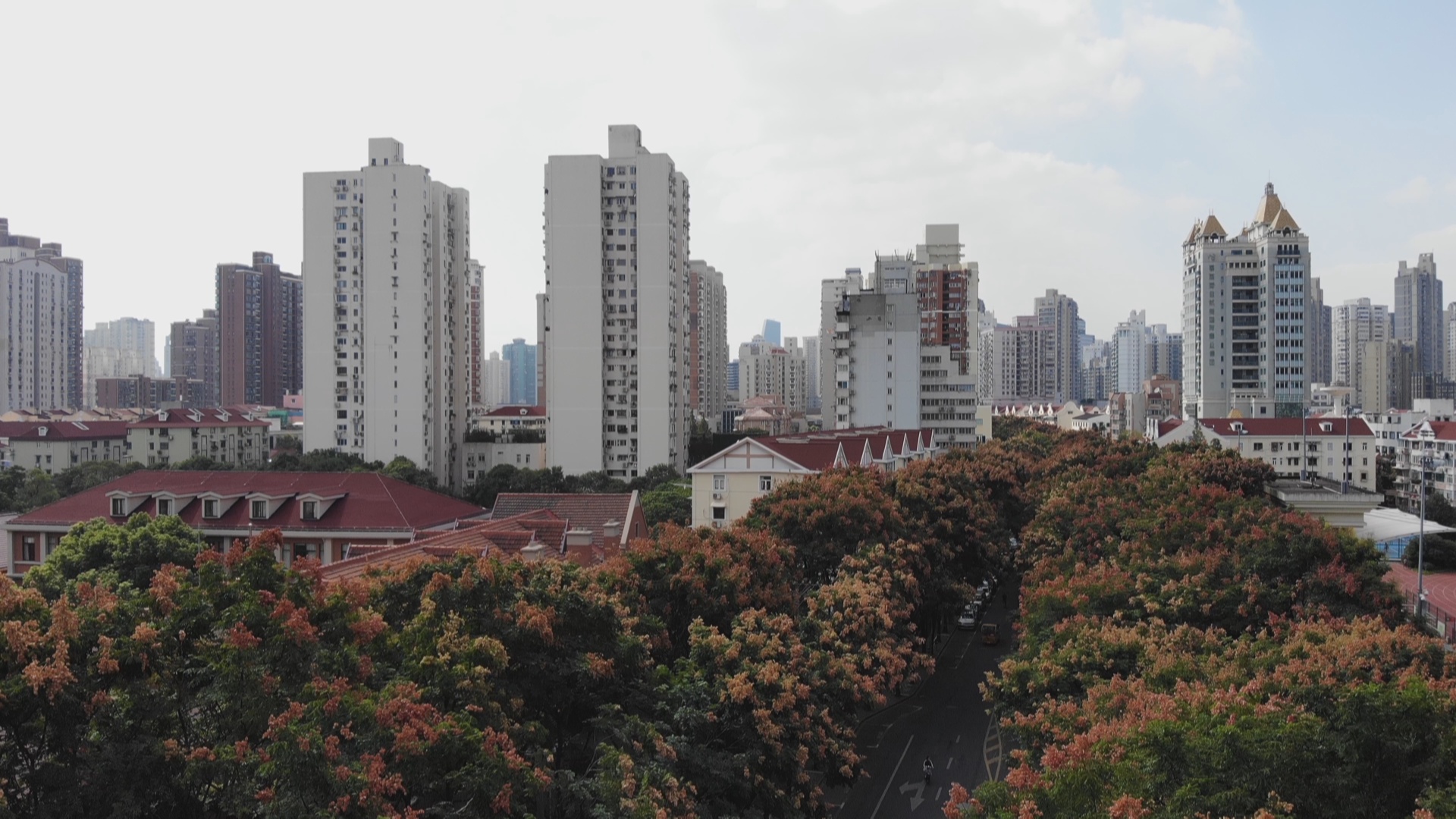 秋意渐浓,昌平路栾树大道令人驻足