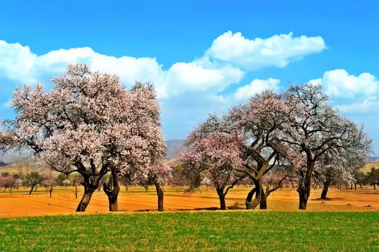 东乡县唐汪镇"十里杏花"烂漫争春