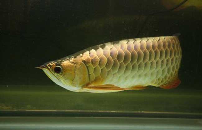 花龙是什么品种的鱼?