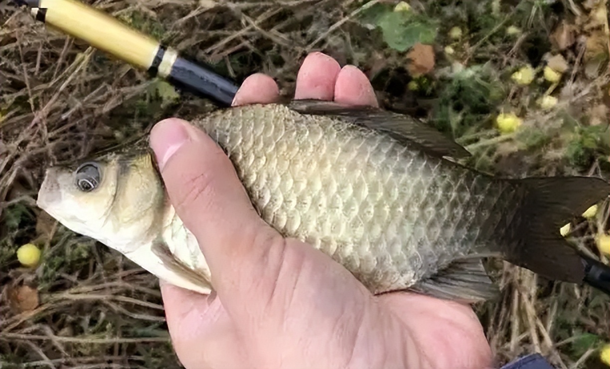 晚春钓鲫鱼,还不会选择深浅?钓位选在这里,深水浅水都有鱼