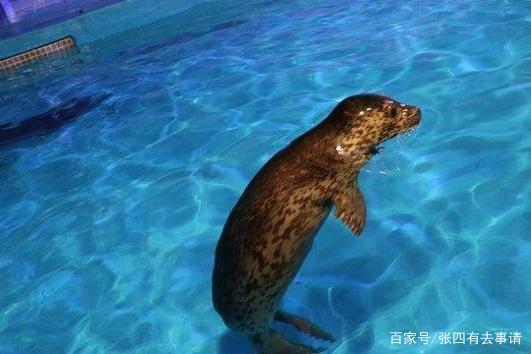 在广州海洋馆门票比较贵,118元一人,父母却经常带小孩来逛