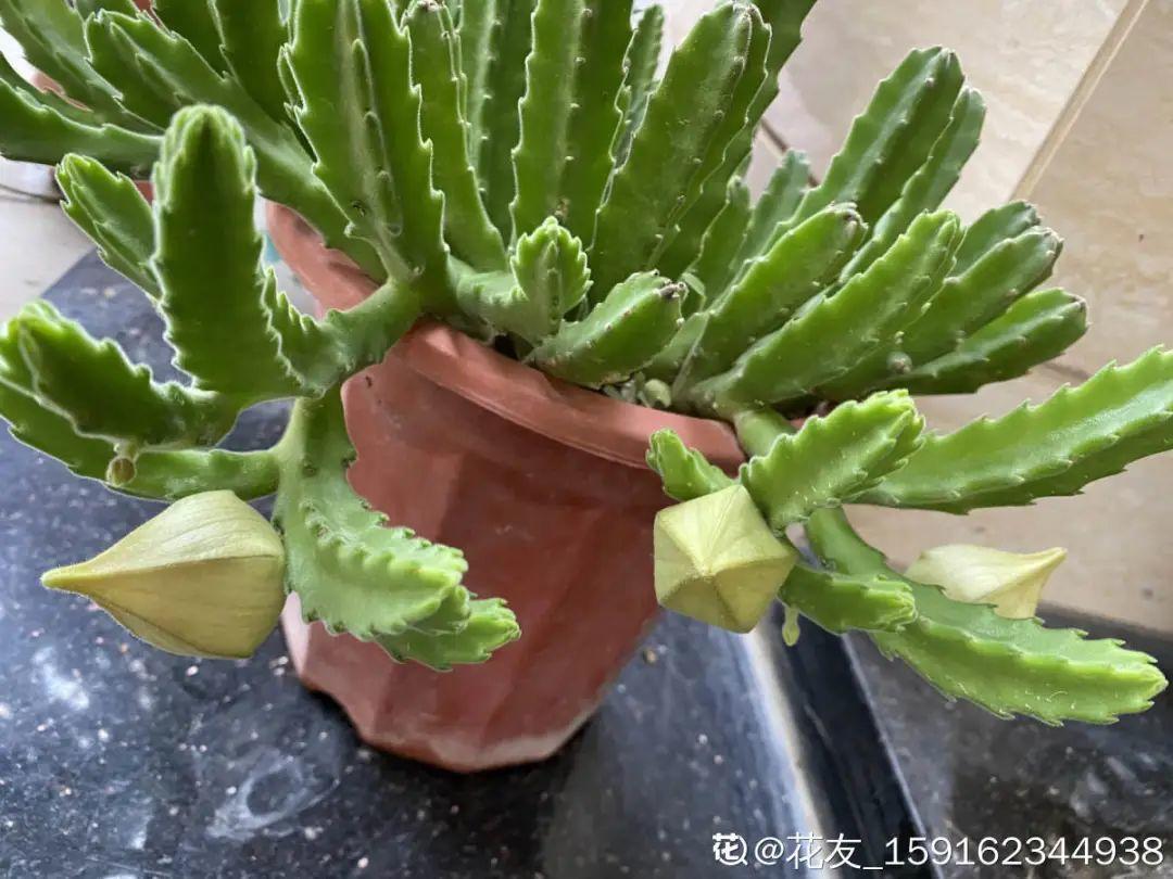 10种"脏脏"花,爱干净的人别养,会招虫子