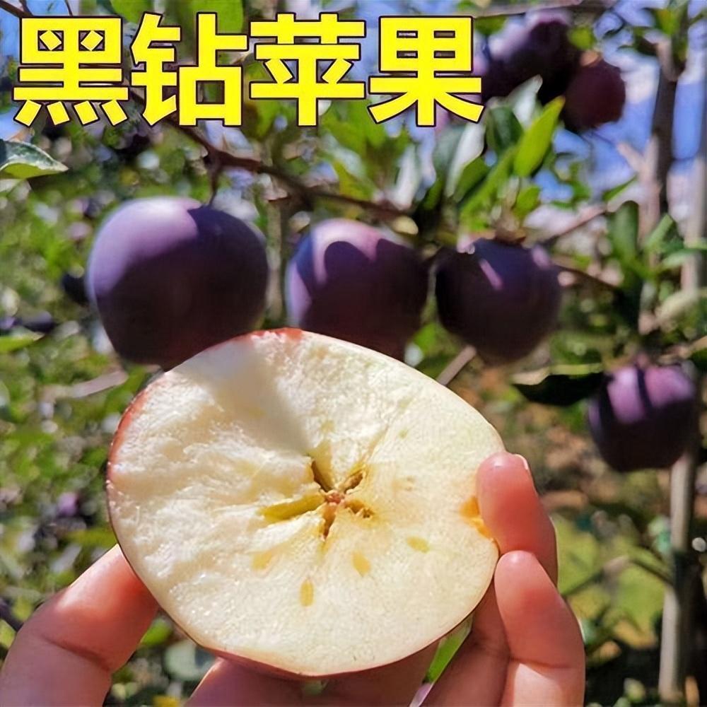 "黑钻苹果"适应性比较强,既抗旱又耐寒,南北方都可种植