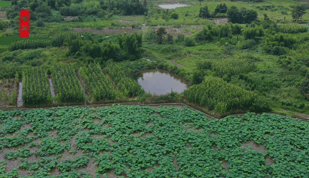 在夏日时节来到小城彭山 走进乡村田野
