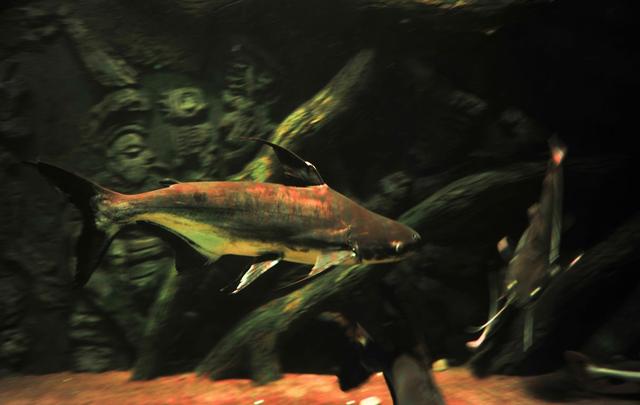 这种淡水鲨鱼来自泰国!肉质好,生长快,售价高!养殖前景广阔!