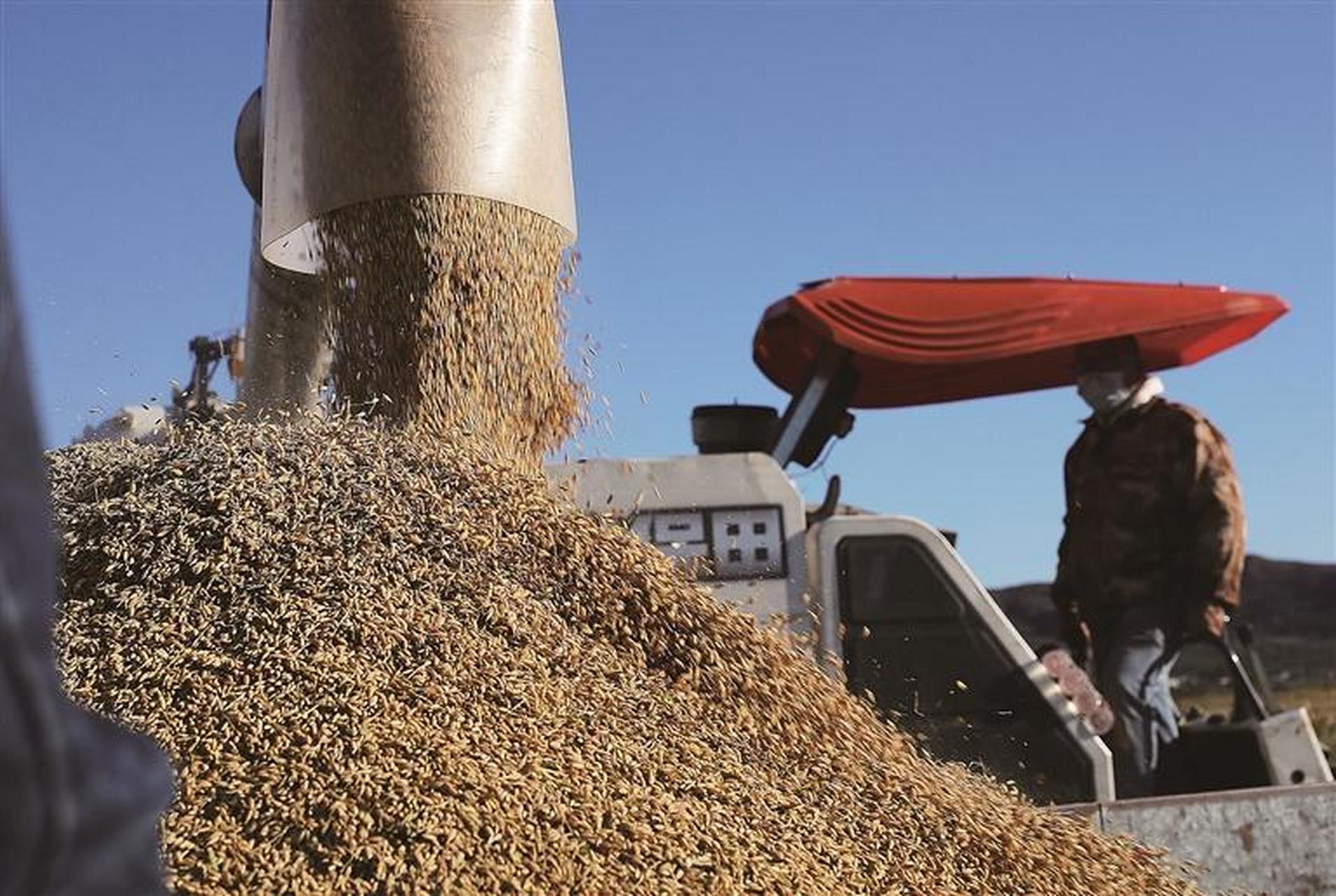 美好辽宁欢迎您# #网红打卡地辽宁杠杠滴# 【喜看丰收粮满仓 瓦房店