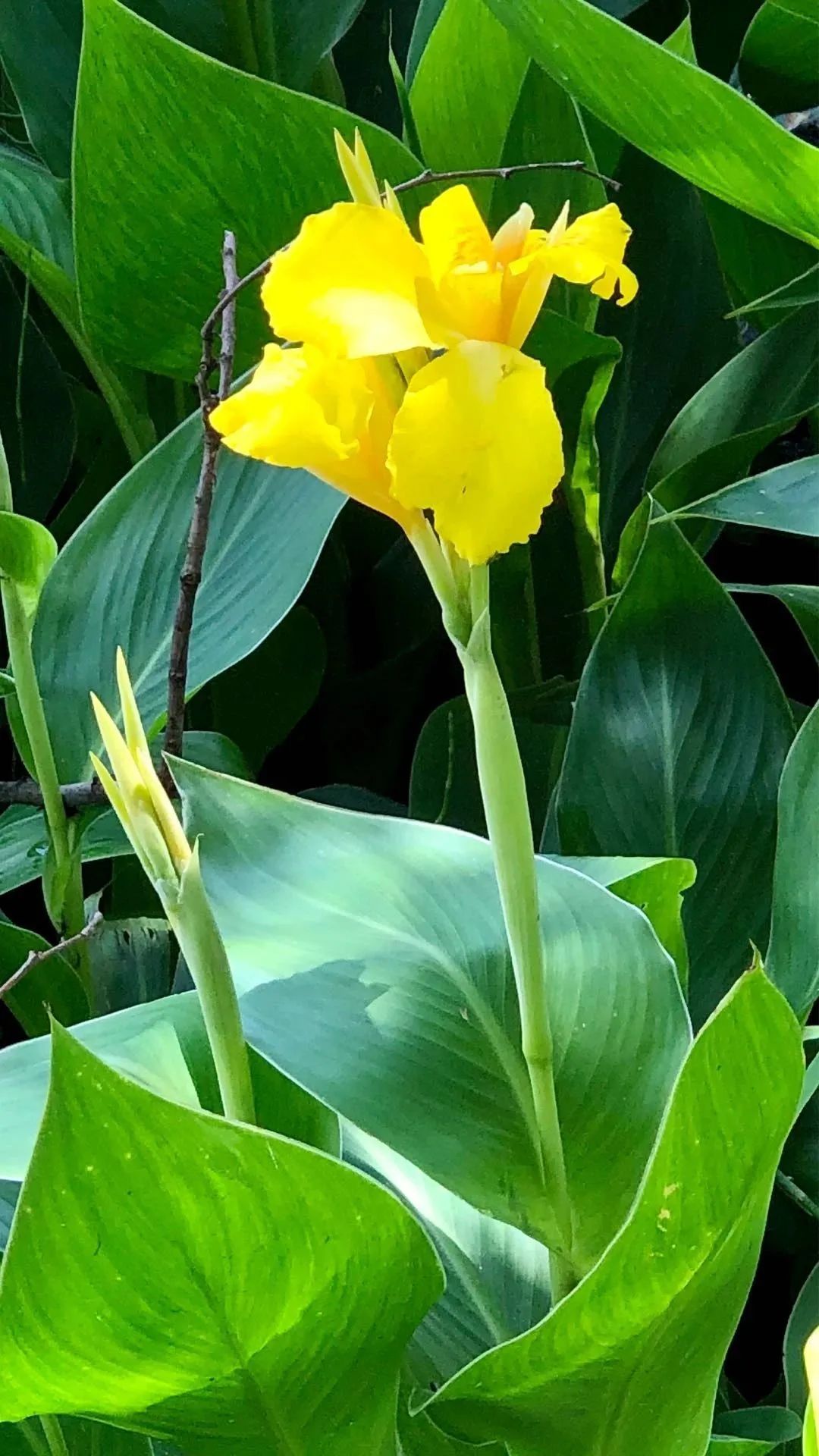 花草木杂记——美人蕉