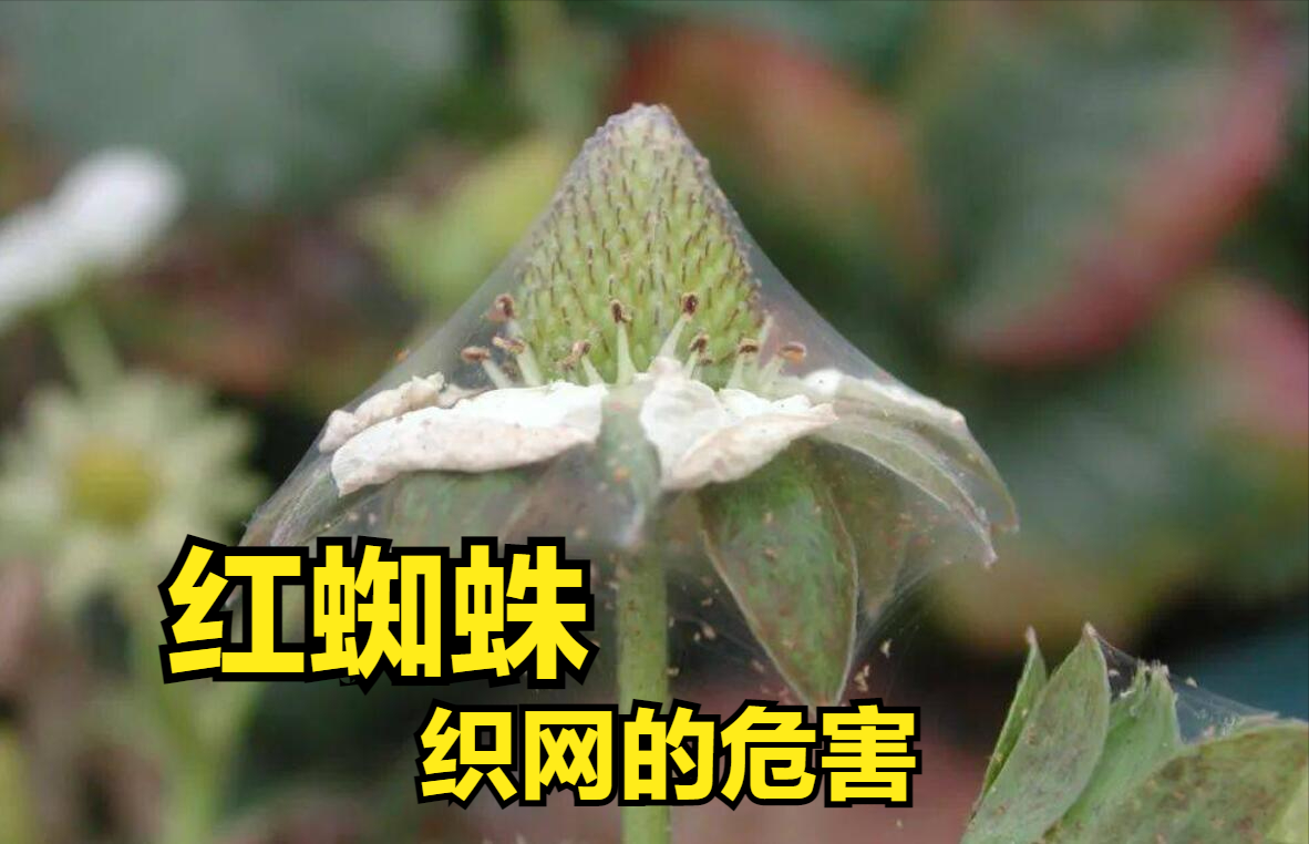 红蜘蛛对于作物的危害织网其中之一也是难防治的原因