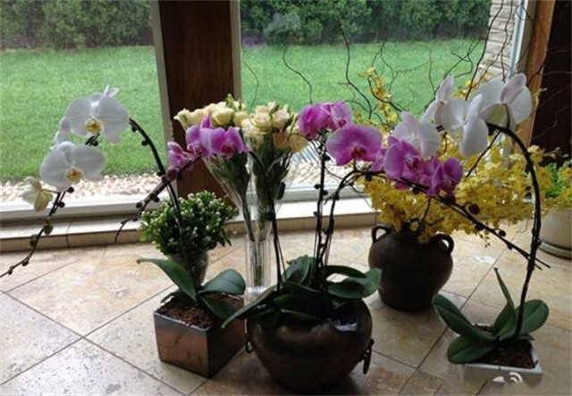 参观陈好住的豪宅,家里设计了百叶帘窗户,装修豪华又高档