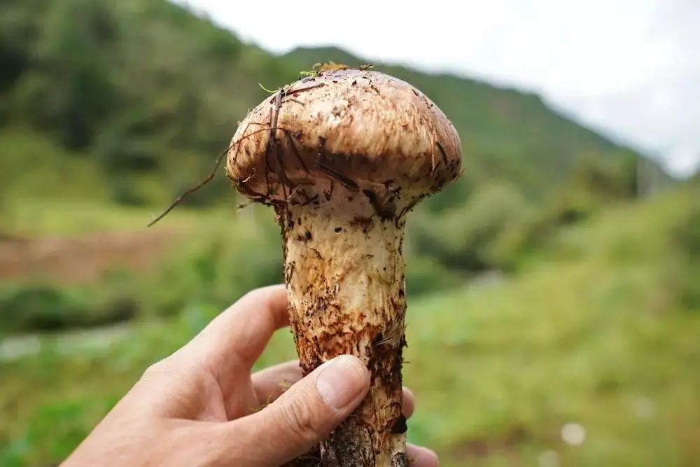 松茸- 热门商品专区