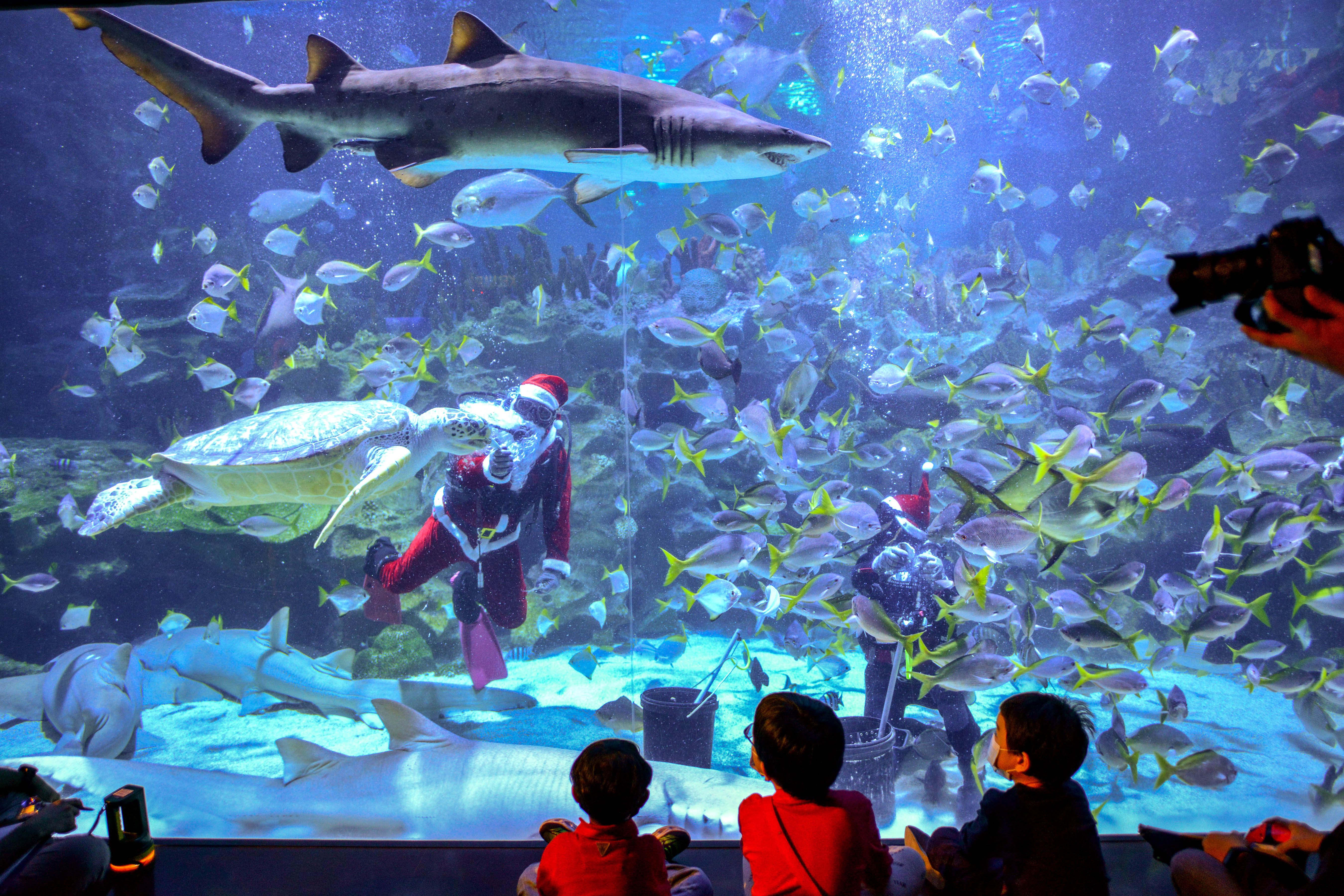 吉隆坡:水中"圣诞老人"