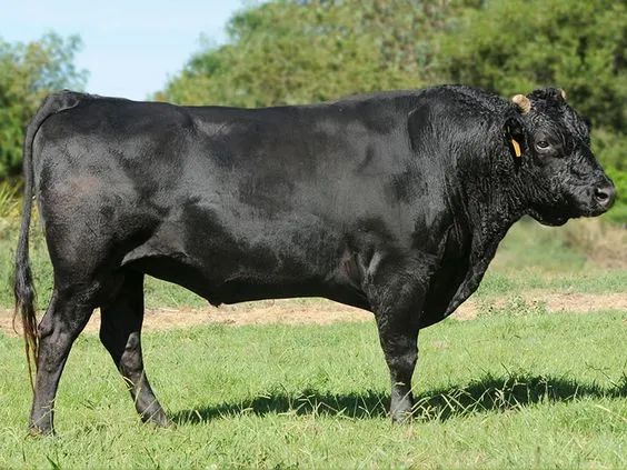 世界十大重型牛品种,中国鲁西黄牛,秦川牛,延边牛皆上榜