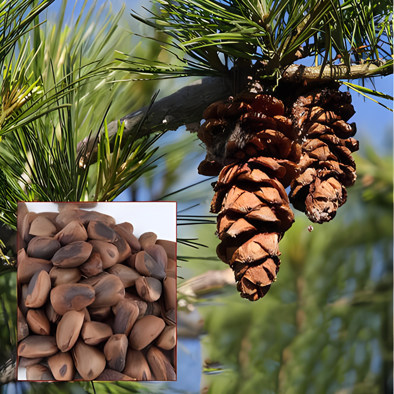 外国人吃中国松子后嘴里有怪味,我国随即禁止出口,到底咋回事?