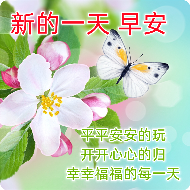 清晨发朋友圈必备的早上好漂亮鲜花图,早上好暖心祝福语句子
