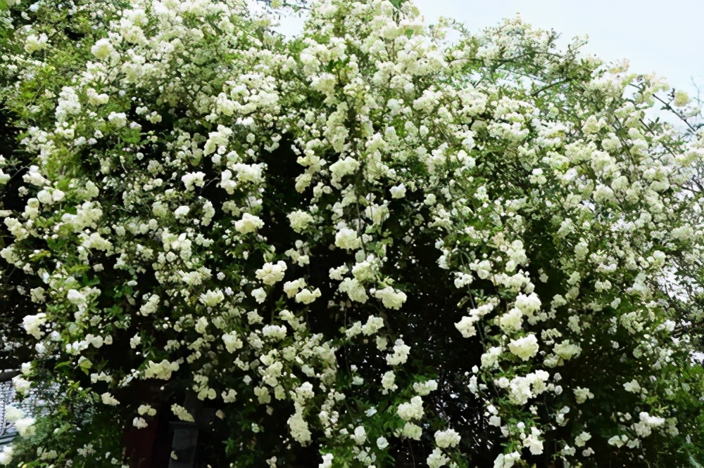 木香花为什么不能种在院子里(木香花为什么不能种在院子里面)