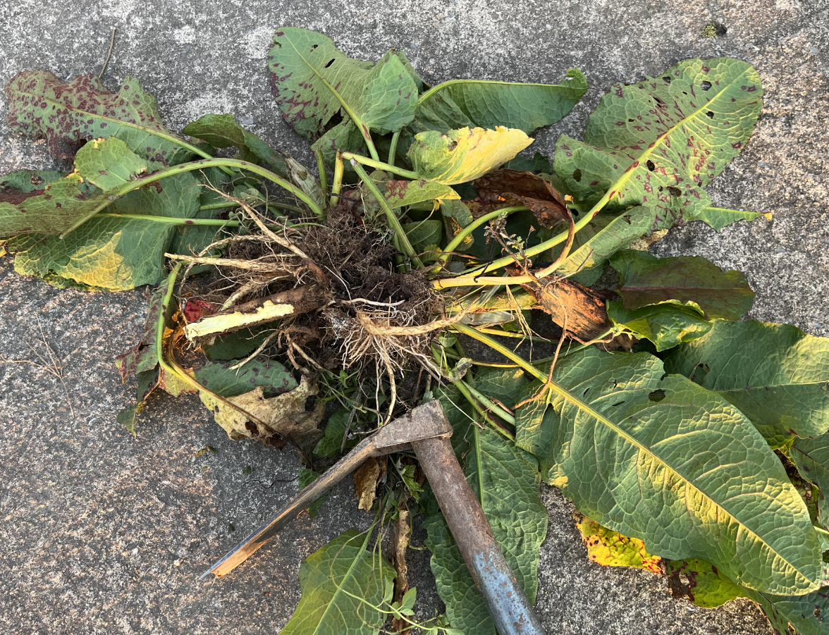 酸模,又称土大黄,野菠菜,有3大功能,价值极高,农民要了解!