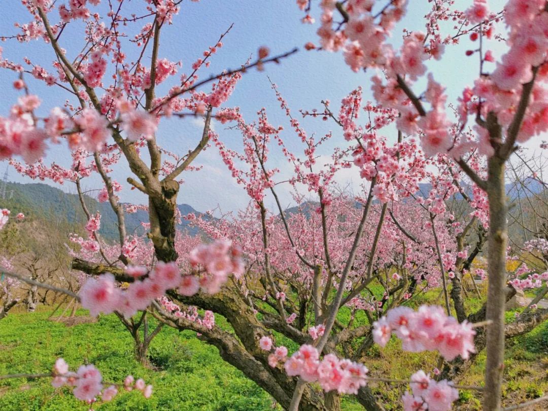 太阳都出来了还不快去彭州赏花吗