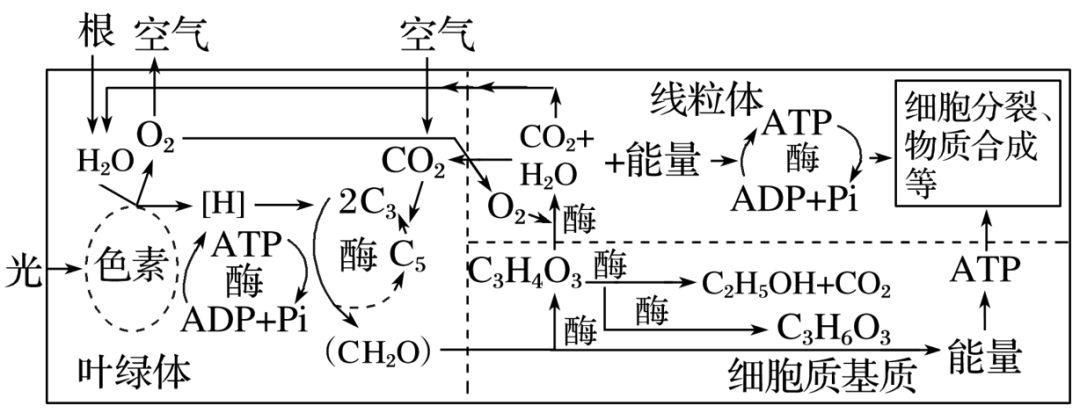 光合作用和細胞呼吸