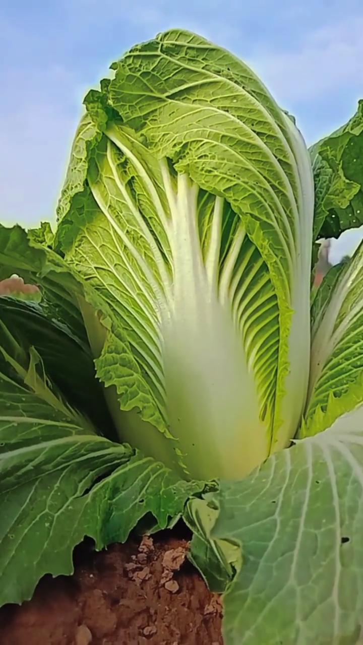 遇见白菜,祝我们发财,好运连连!