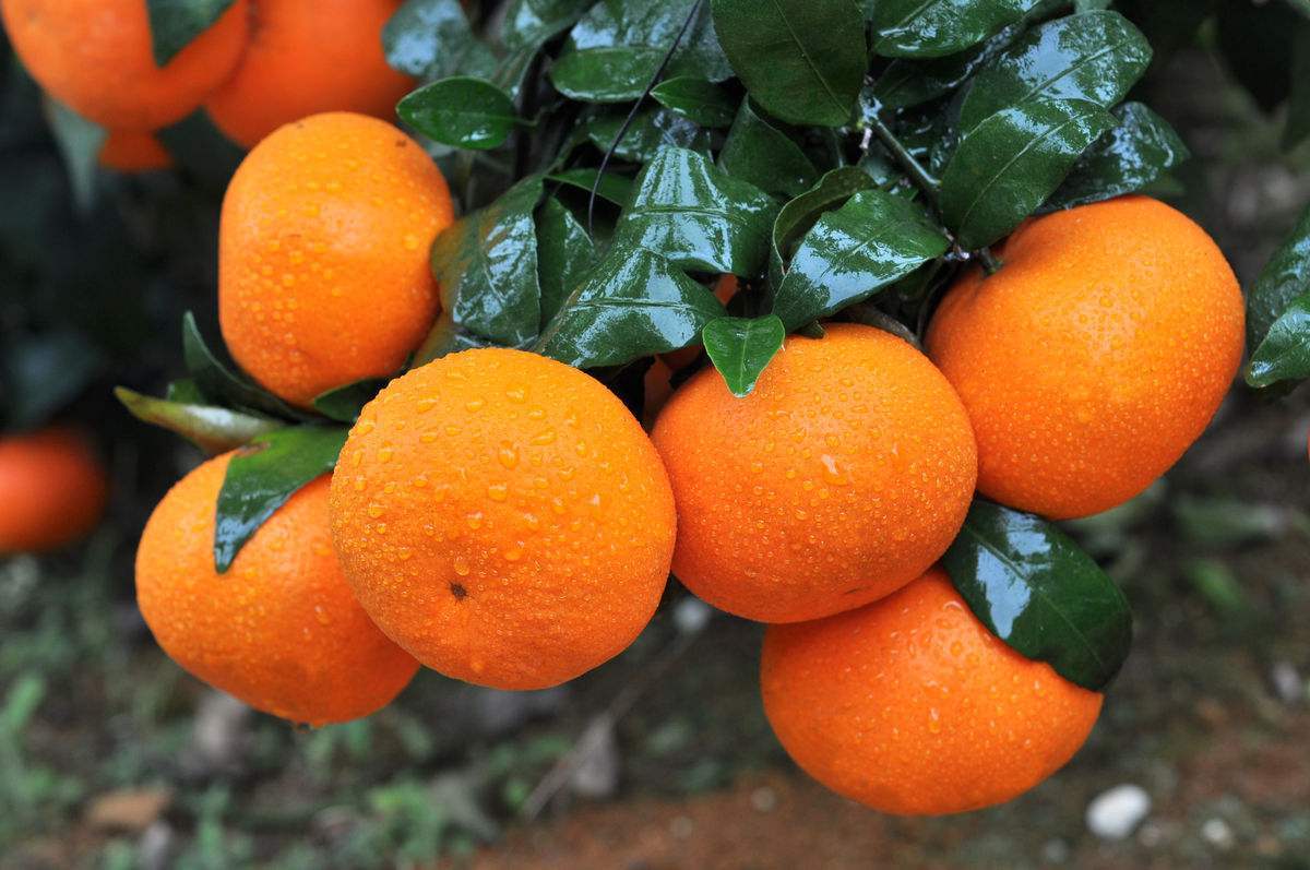 跟沃柑长得差不多,却长期被沃柑力压一筹,今年居然翻身了