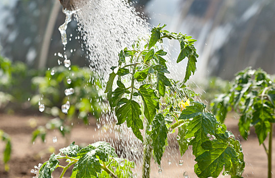 西红柿怎么种植?掌握这几个方面,轻松种出西红柿