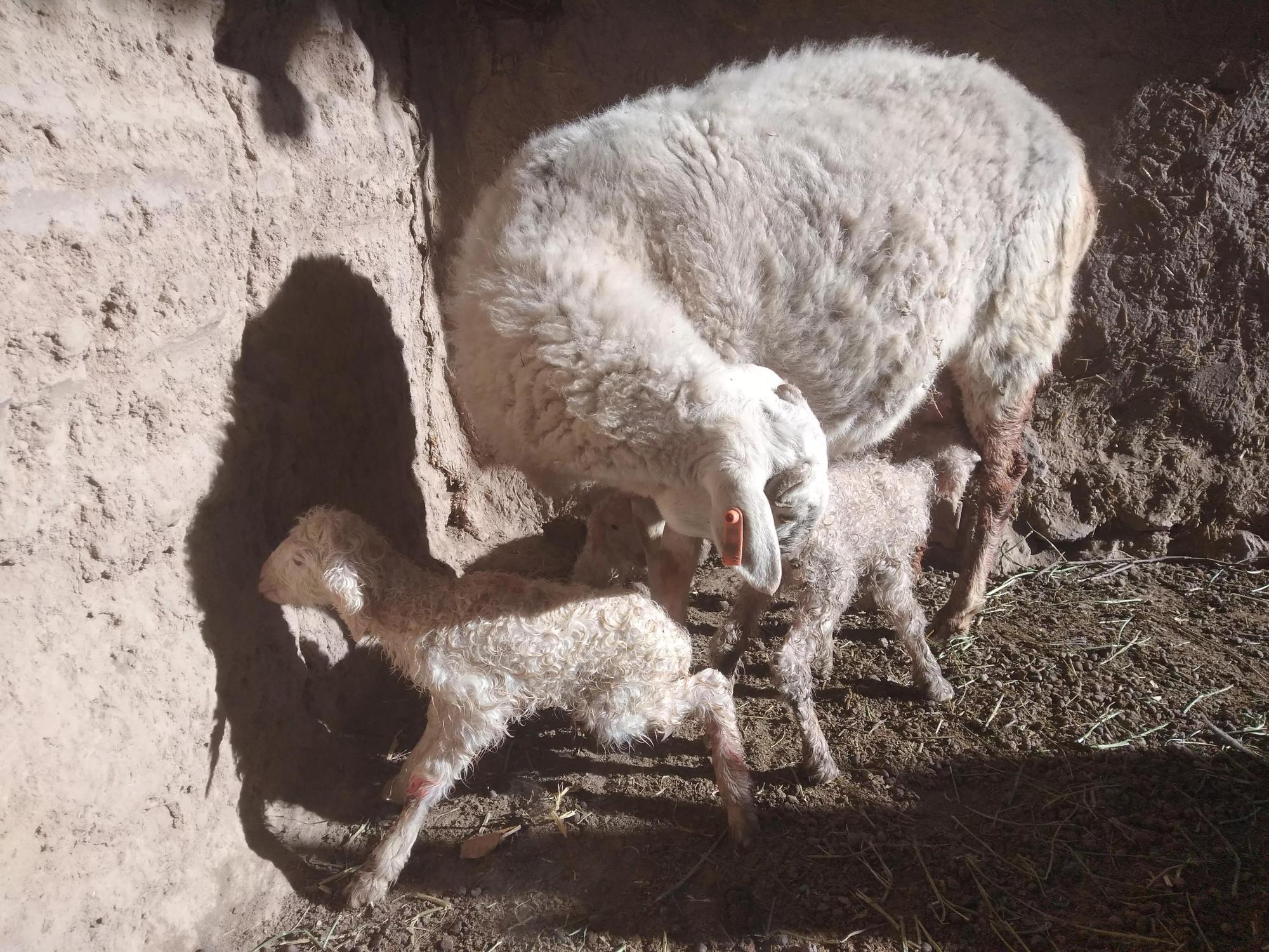 围产期母羊如何饲养这几样实操经验花再多钱都难买到