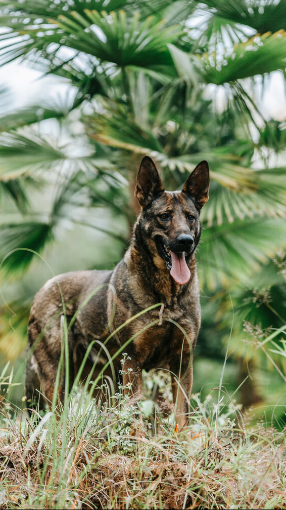 昆明犬照片图片