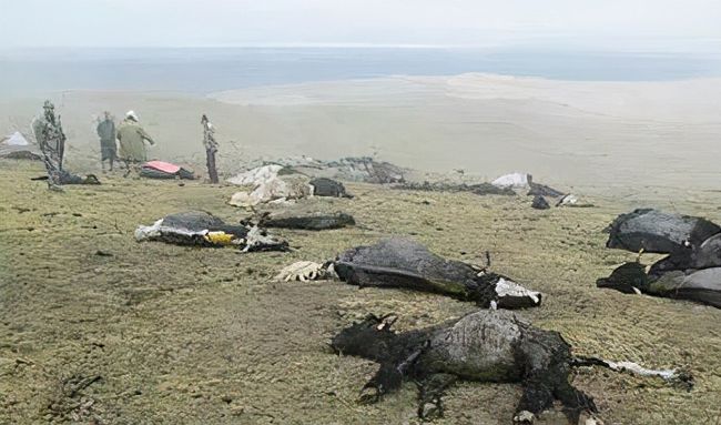 传昆仑山死亡谷怪事频发,科研小组走访调查,终于发现真凶(下)