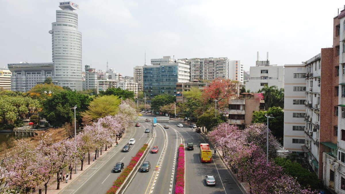 近日,广州市人民北路的紫荆花盛开,春意盎然