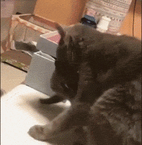 这位更好,直接把娃娃掉到了垃圾桶里…… 很多铲屎官都觉得,养了猫咪