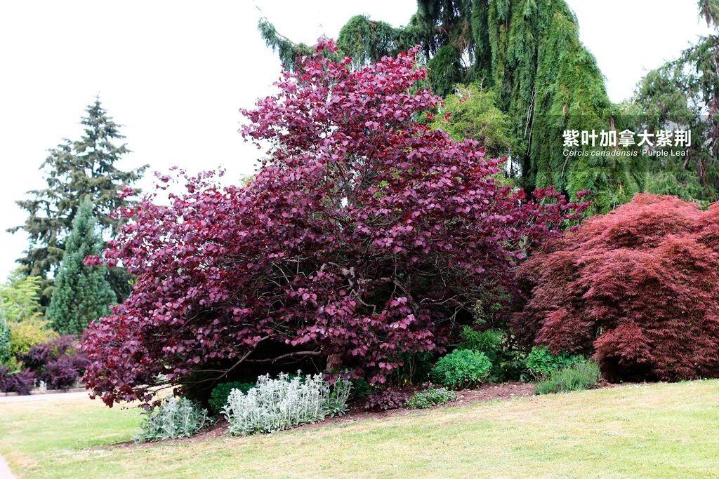 加拿大紫荆森林三色堇又名紫叶加拿大紫荆