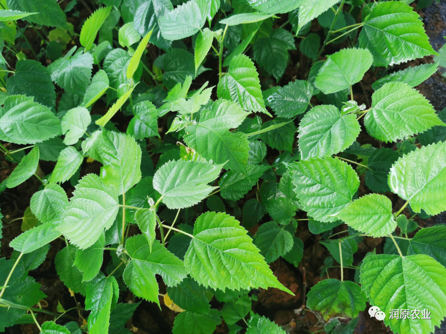 新型杂交构树凭啥实力浑身是宝？_百科TA说