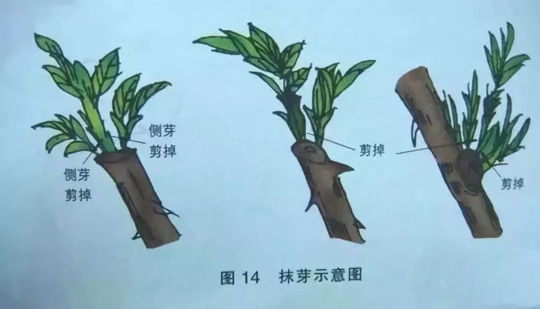 如何养好月季?学会正确抹芽是关键,同时还要合理的养护