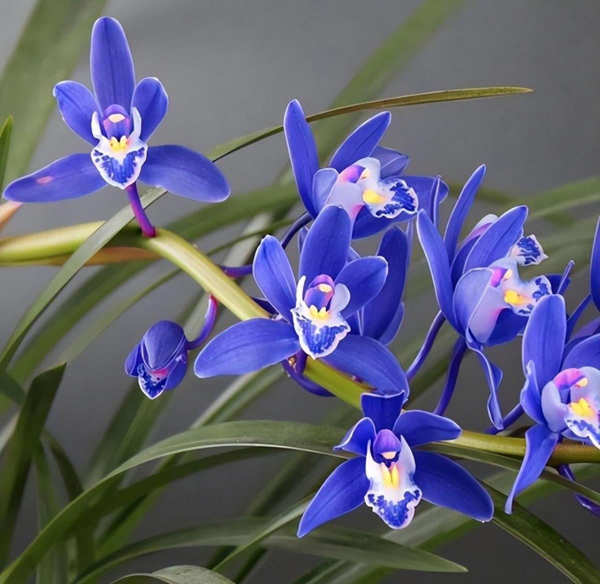 醉玲珑兰花,花色高贵大气,花友心中独特的宠儿