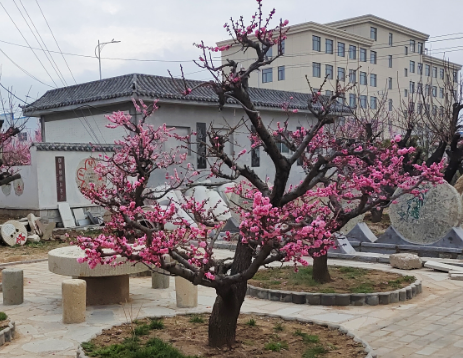 红梅造型树各式各样的造型要怎么修剪呢