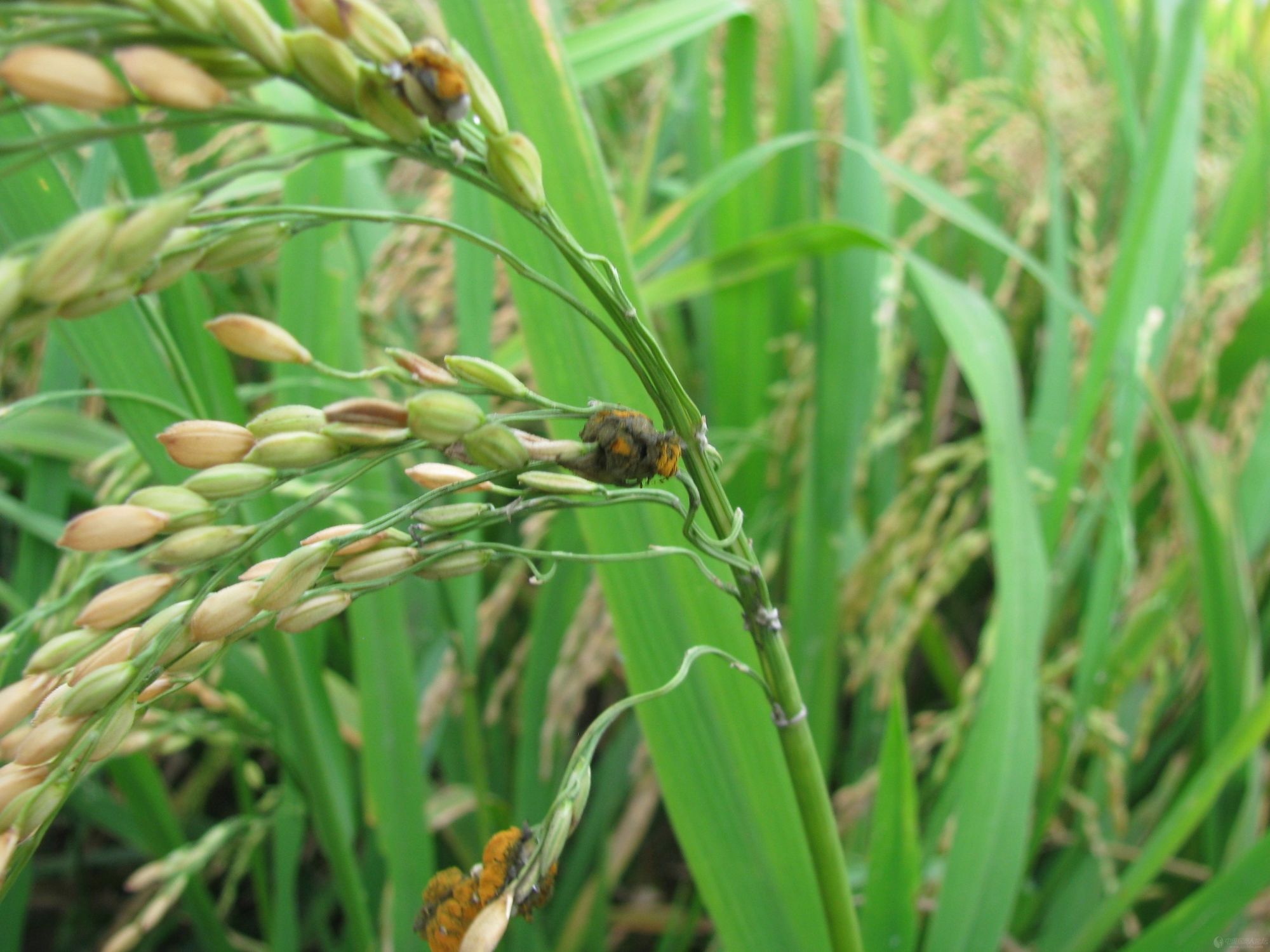 水稻稻曲病病原菌图片
