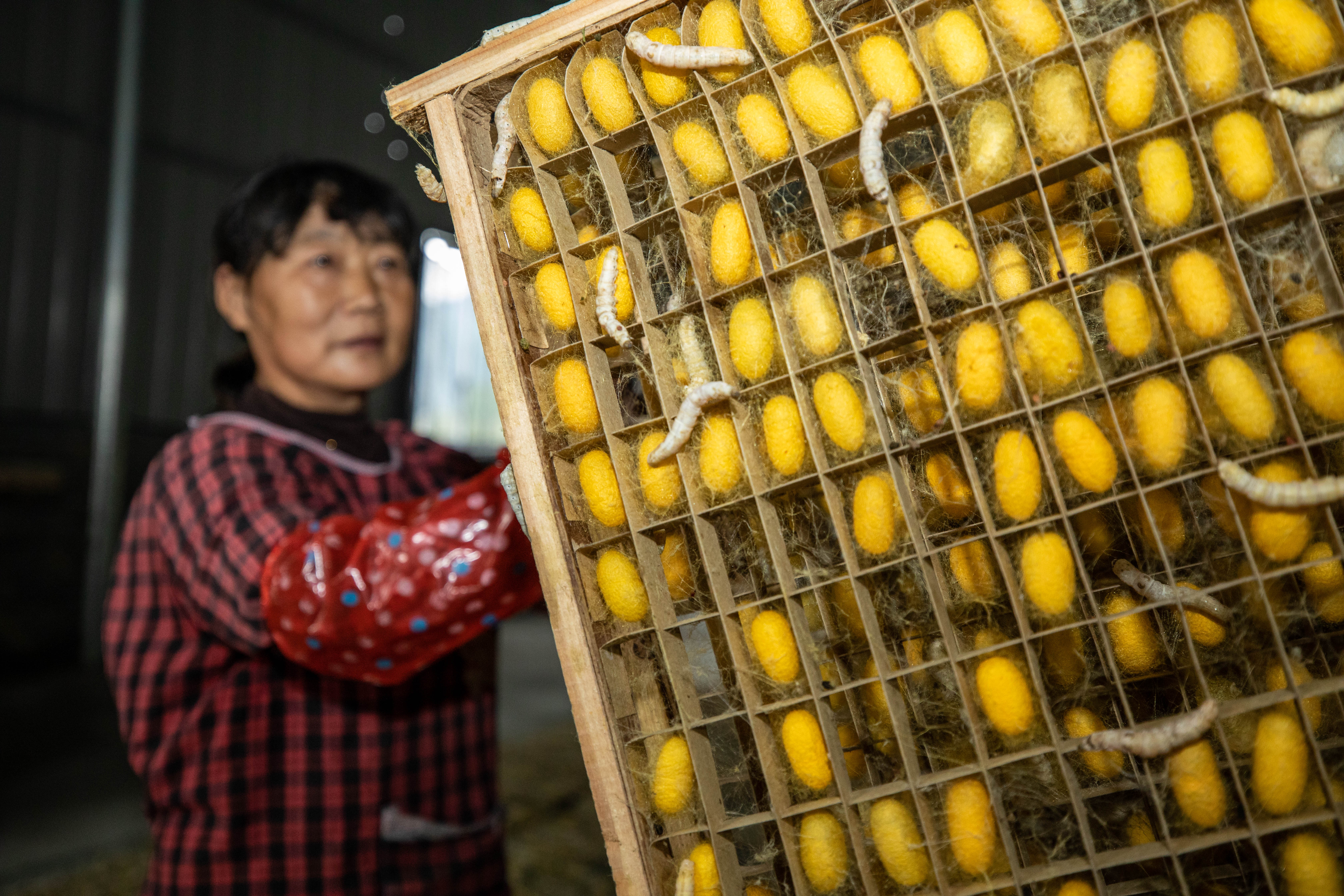 山乡"黄金茧"迎丰收(1)