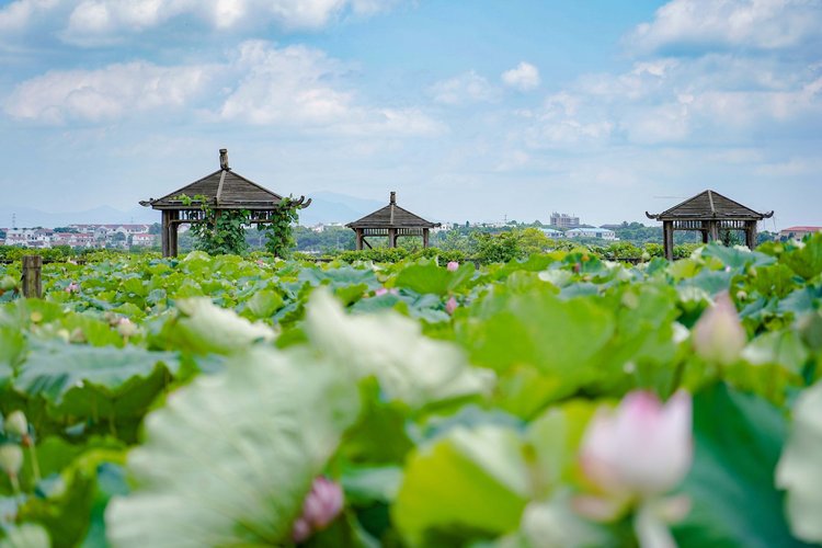 红军大学孙越诈骗纯属谣言 夏日的温柔