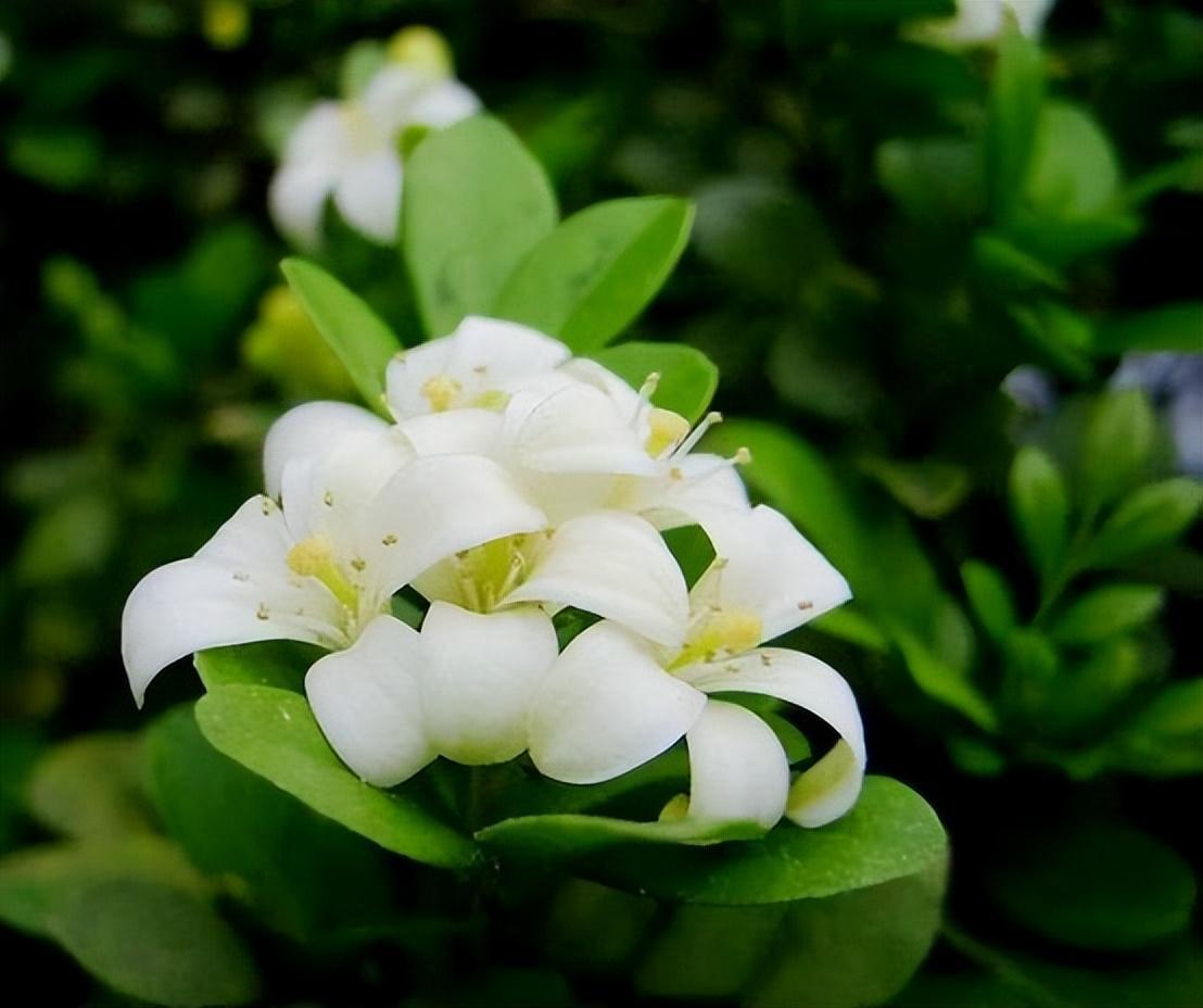 "香水皇后"在阳台放两盆,可以净化空气,关键是适合新手