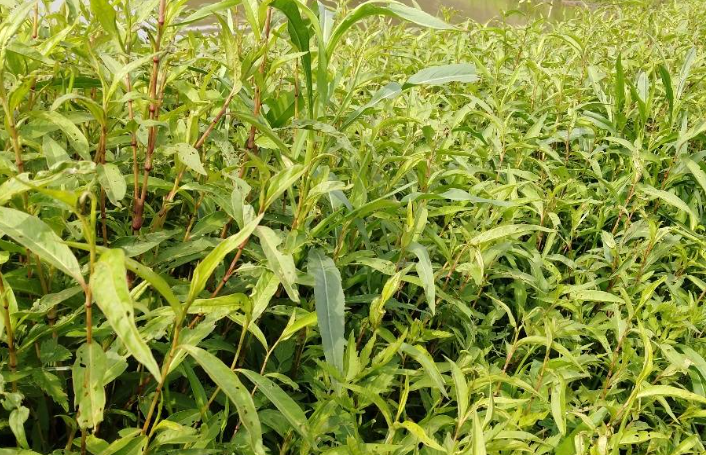 俗称酒曲草,除了可做"酒引子",还有药用价值,了解下不吃亏