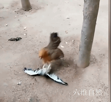 现实版