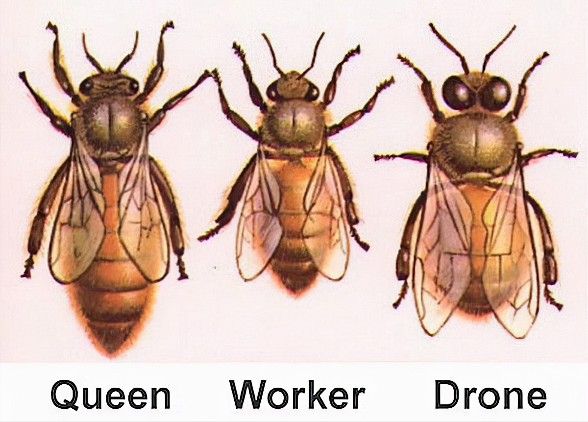 4米196斤红娘大黑蜂蜂窝,它究竟有多毒?