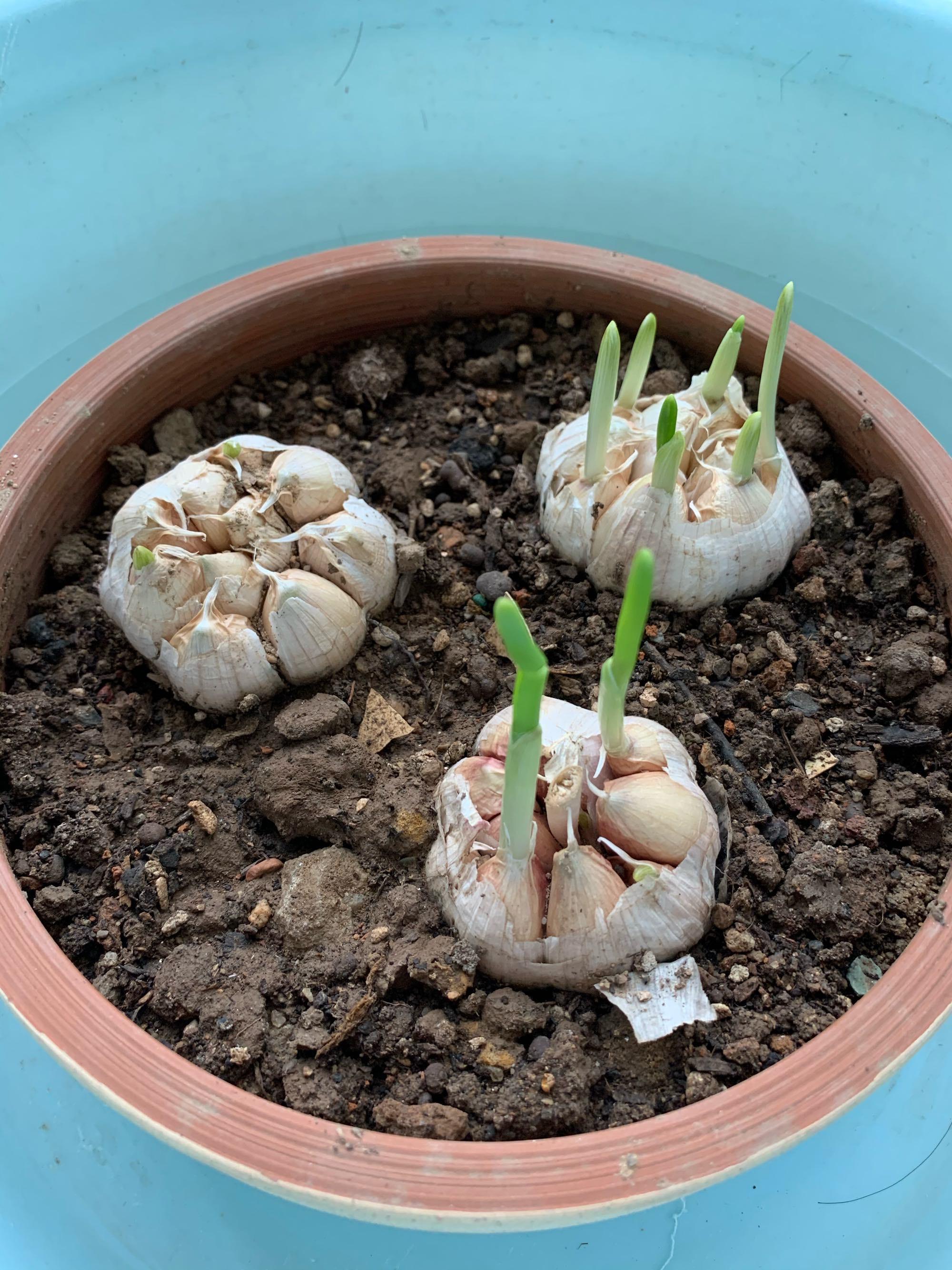 大蒜种深好还是种浅好?