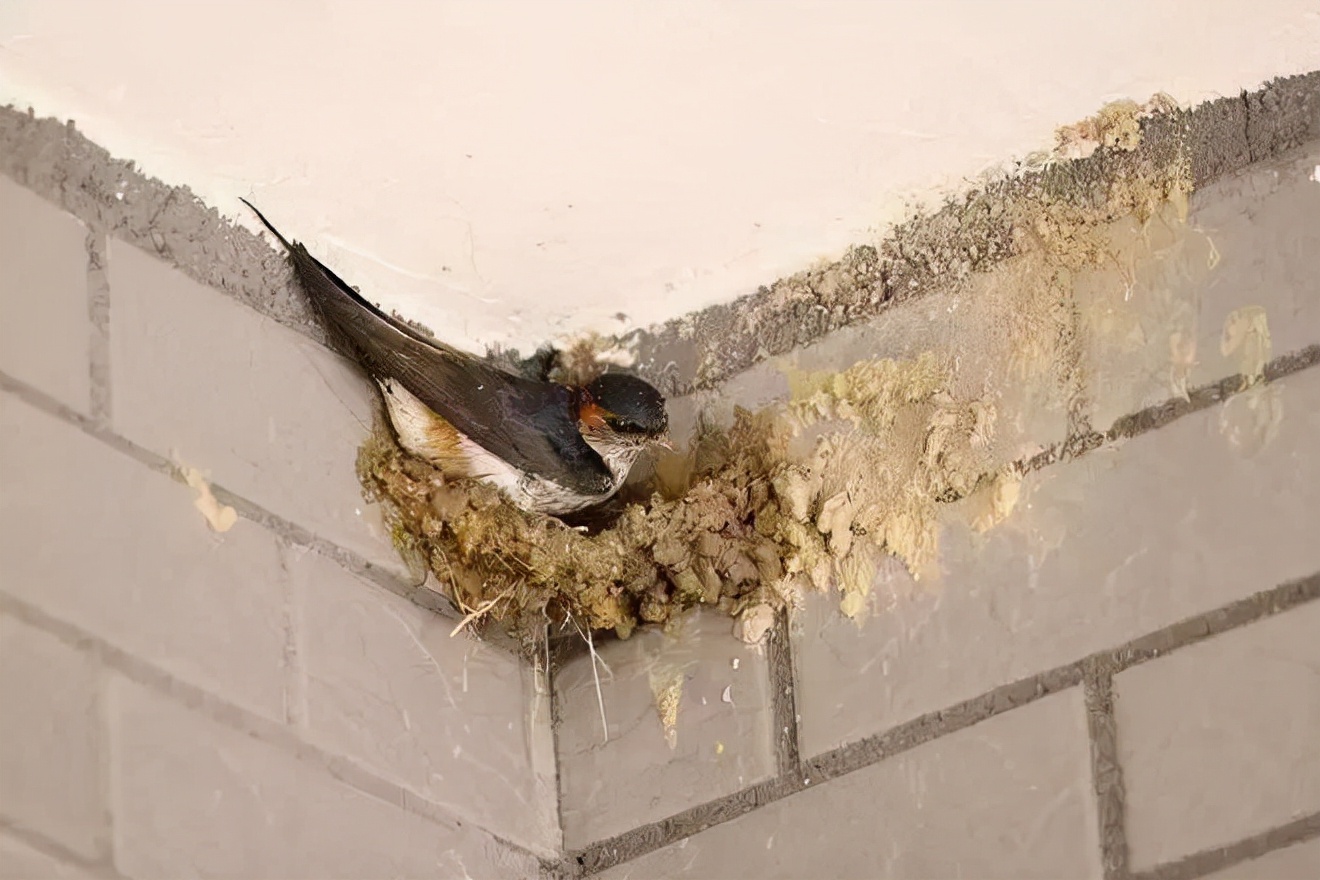 在农村,为什么有的人家有燕子有的人家却没有?主要有两个原因