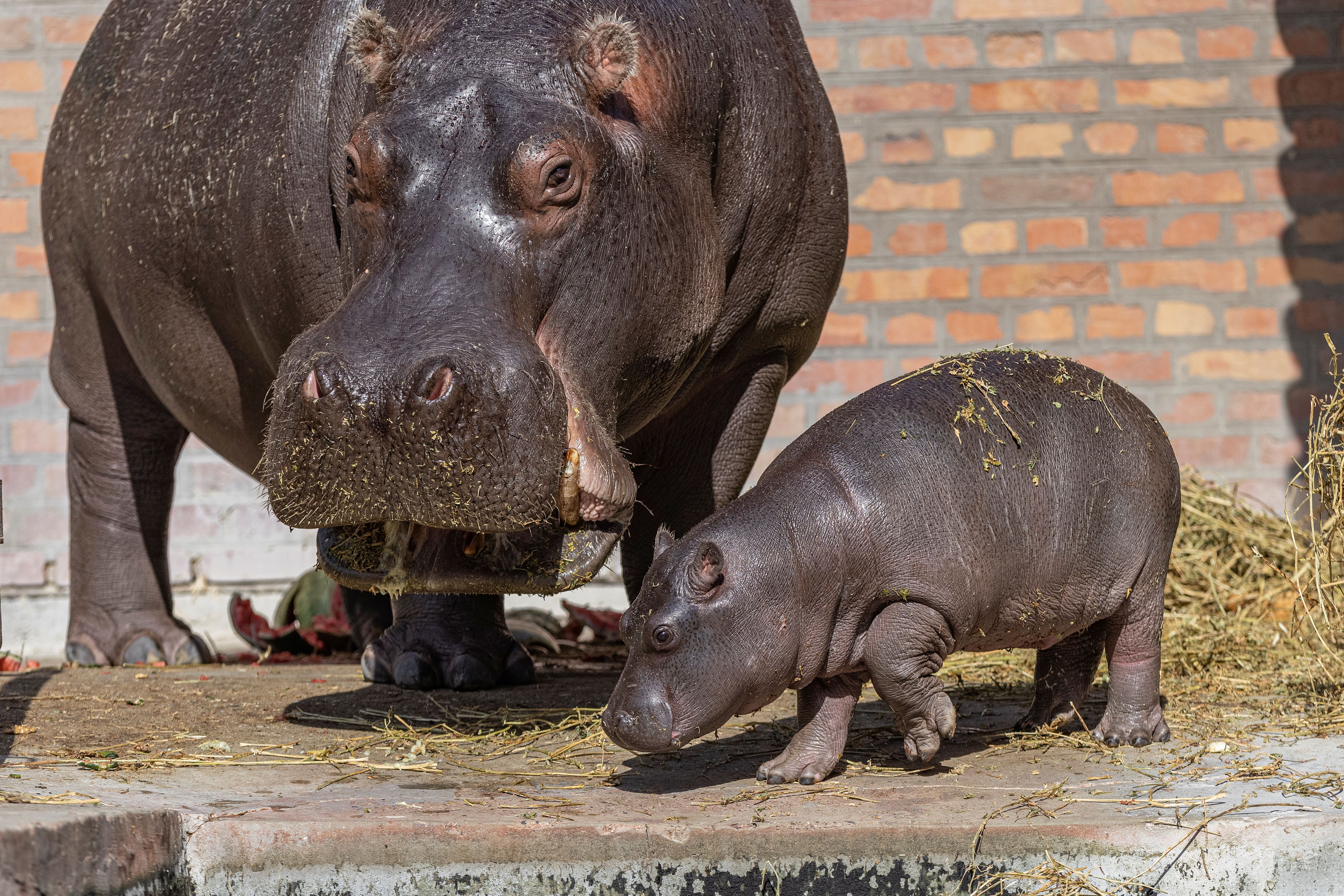 塞尔维亚:小河马亮相动物园
