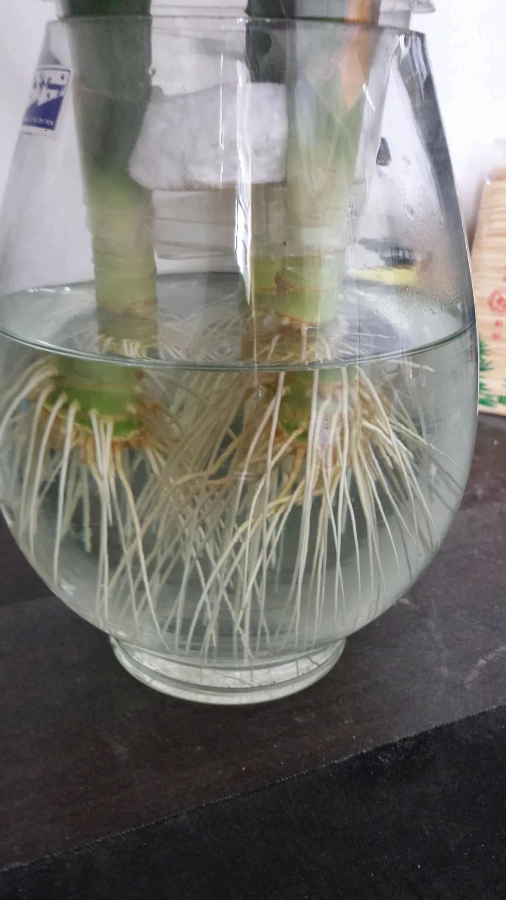 冬天水培富贵竹生根慢异味大,巧用"小药片",根壮叶绿不得病