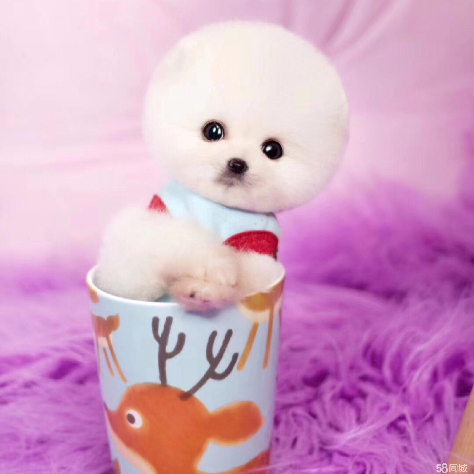 茶杯犬是怎么来的?茶杯犬的起源:一种小巧可爱的宠物犬的诞生