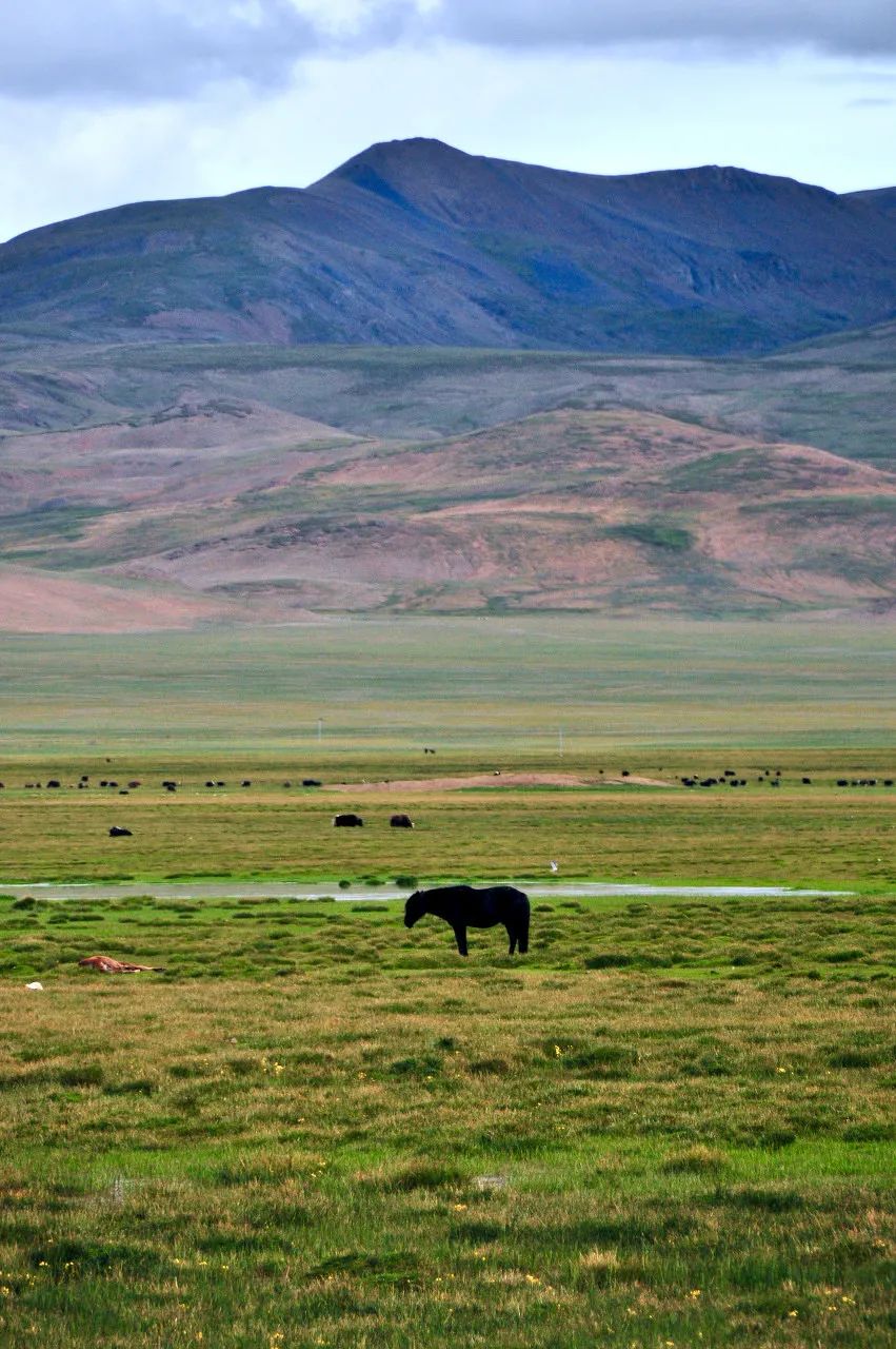 去嗨皮西藏游|哲古措,哲古草原,不输内蒙的草原画卷