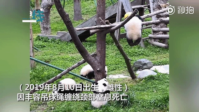 国宝熊猫「顺顺,溜溜」之死