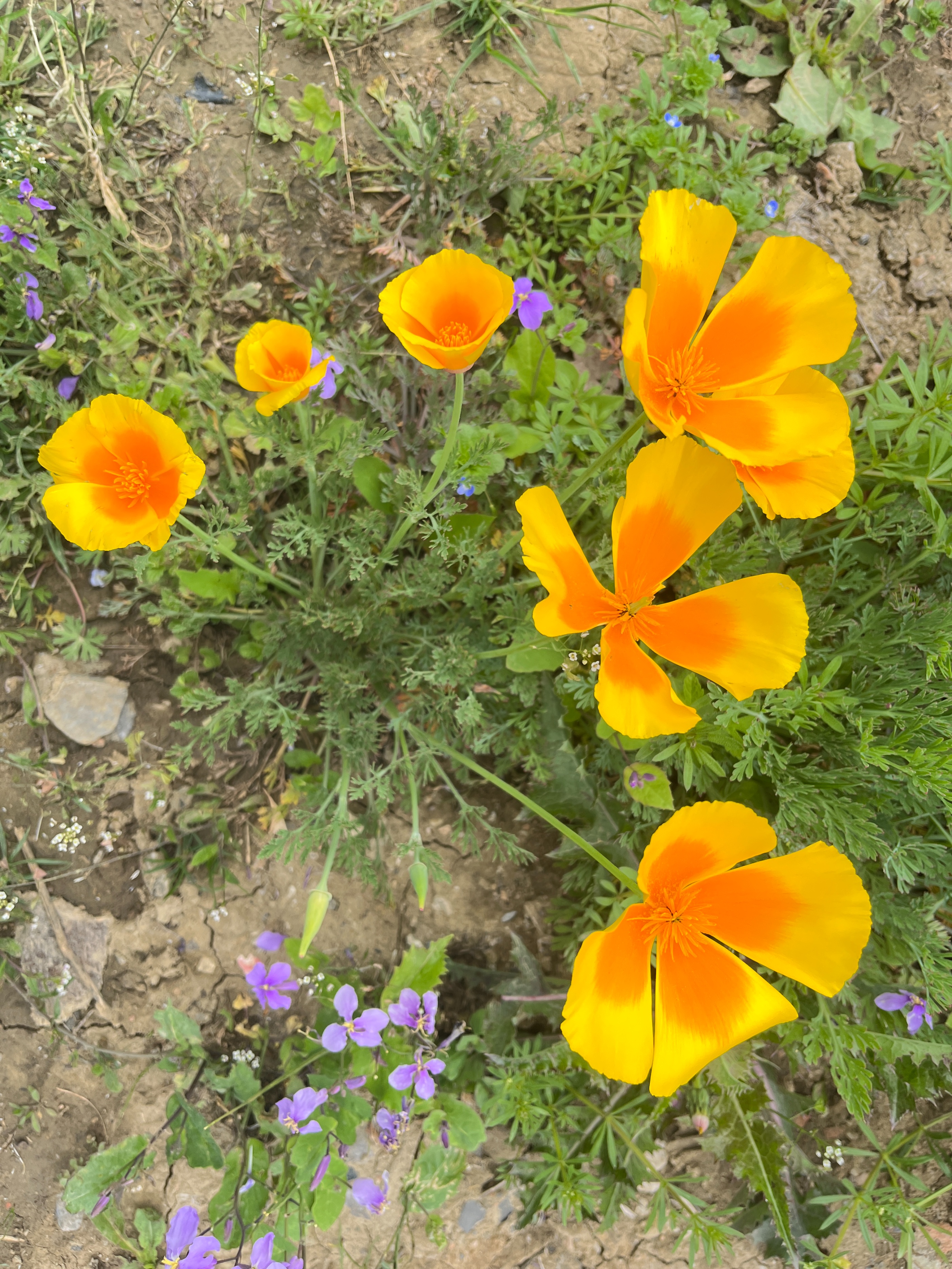 花菱草图片大全图片